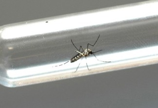 COMBO DE AEDES: Médicos encontram zika, dengue e chikungunya em um único paciente