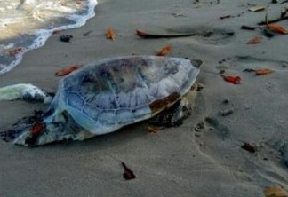 Tartaruga Marinha é encontrada morta em praia da Grande João Pessoa