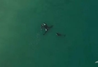 Vídeo de drone mostra baleia-cinzenta nadando entre surfistas