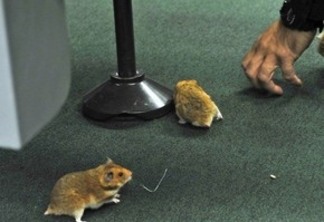 Homem solta ratos no plenário da Câmara Federal
