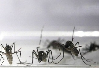 O medo do zika vírus é exagerado? - Por Nuno Rodriguez