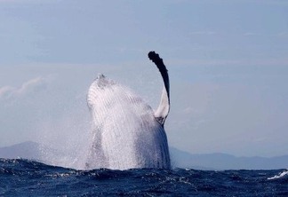 PERIGO: Pescador em canoa é surpreendido por duas baleias jubarte de 50 toneladas - VEJA VÍDEO