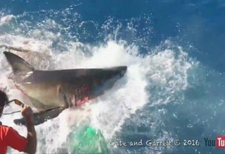 Tubarão invade gaiola de mergulhador no México