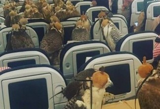 PODEROSO - Príncipe saudita leva 80 falcões na primeira classe de voo