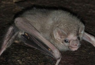Espécie de morcego passa a se alimentar de sangue humano em Pernambuco