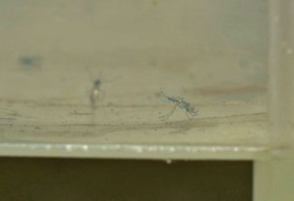 Todos os bairros de Campina Grande estão com infestação do Aedes aegypti, diz pesquisa