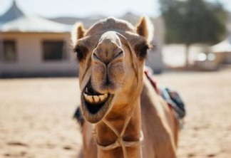 Camelos são eliminados em concurso de beleza por uso de botox