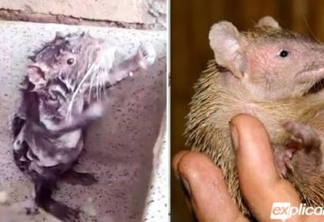 A verdade por trás do vídeo do “rato” tomando banho como humanos