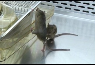 Injeção contra câncer elimina tumores em ratos