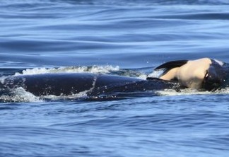 Orca deixa corpo de filhote morto após 17 dias carregando animal