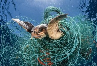 ONU determina registro de itens de pesca para diminuir mortes de animais marinhos
