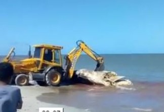 VEJA VÍDEO: Baleia morta é retirada de praia no município de Lucena