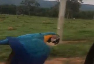 Turista registra momento em que Arara Azul voa ao lado do carro