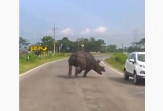 Rinoceronte invade rodovia e deixa motoristas em pânico - VEJA VÍDEO