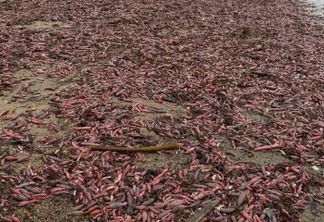 Praia da Califórnia é invadida por peixes-pênis após forte tempestade