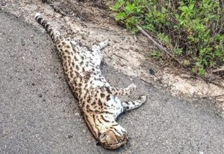 Jaguatirica é encontrada morta em rodovia na Paraíba