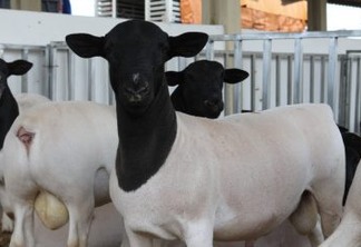 Empaer realiza leilão de caprinos e ovinos na Estação Pendência em Soledade
