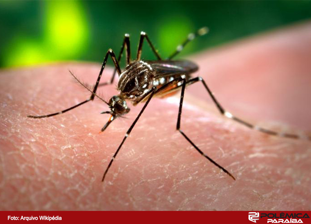 mosquito-da-dengue02