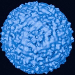 Vírus da febre do Nilo Ocidental 
