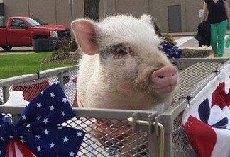 Advogado muda regras para eleição após lançar porco como candidato
