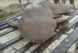 Pescador que pescou tubarão-lixa na orla de João Pessoa é identificado e preso - SAIBA PORQUE !