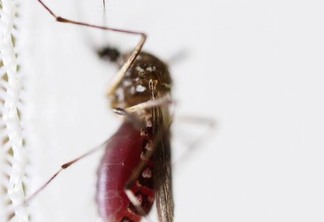 Pesquisadores acreditam que o Aedes não será exterminado