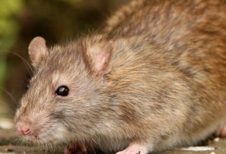 CHOCANTE - Bebê é comido vivo por rato gigante dentro da própria casa