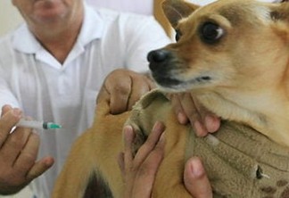 Municípios paraibanos devem imunizar 80% dos cães contra a raiva