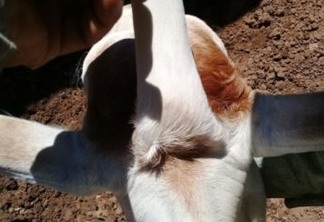 Bezerro nasce com 'três orelhas' e chama atenção em fazenda
