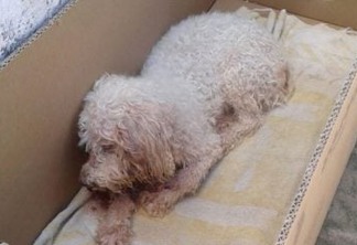 VIOLÊNCIA GRATUITA: Cachorro morre após ser abandonado em tonel de lixo- VEJA VÍDEO