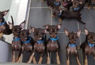 ‘Menor cão do mundo’ tornou-se agora o ‘Mais clonado’: 49 cópias - VEJA VÍDEO
