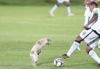 Cachorro invade jogo da Série C e dribla jogadores de Treze e Santa Cruz - VEJA VÍDEO