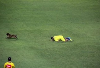 Cachorro invade o campo, rouba a cena e deixa até gandula no chão em jogo do Campeonato Brasileiro; VEJA VÍDEO