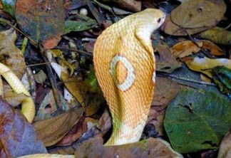 Sem soro no Brasil, serpente apreendida no Distrito Federal pode ser sacrificada