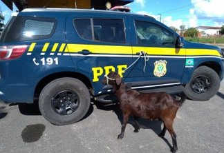 INUSITADO: casal é preso pela PRF após furtar cabra e fugir com animal em uma moto; VEJA VÍDEO