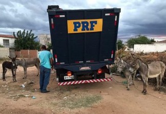 PRF na Paraíba realiza a Operação 'Pista não é Pasto'