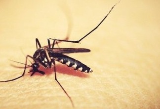Dengue lidera casos de arboviroses, mas apresenta redução na Paraíba