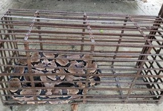 Polícia Militar Ambiental resgata 88 cobras em julho