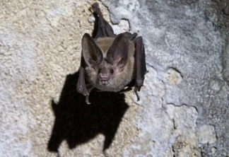 Morcegos praticam distanciamento social quando estão doentes, aponta estudo
