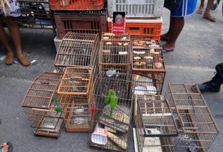 OPERAÇÃO VOO LIVRE: Polícia Militar apreende 75 aves silvestres em Campina Grande