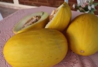 Agricultura em destaque: prefeitura de Monte Horebe desenvolve projeto para cultivo comercial do melão