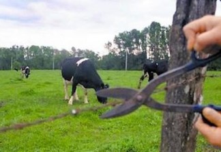 Em Sertãozinho e região, roubo de gado assusta, causa prejuízo aos agricultores e movimenta vendas de carne imprópria