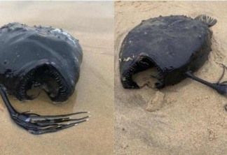 ASSUSTADOR! Criatura das profundezas do oceano surpreende ao ser encontrada intacta em praia - VEJA FOTOS