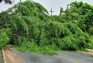 ATENÇÃO: Chuvas causam queda de árvore em João Pessoa e rua é totalmente interditada - VÍDEO