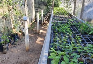 Prefeitura de Patos reativa viveiro de mudas de plantas frutíferas e árvores nativas