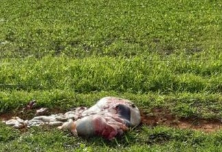DESESPERO E CRISE: Criminosos abatem vaca e furtam a carne em fazendas do sertão paraibano, proprietários reclamam da insegurança - VEJA VÍDEO