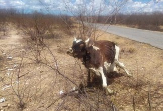 'A vaca que morreu em pé': cadáver de animal chama a atenção de moradores