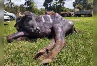 Polícia encontra mil búfalos vítimas de maus-tratos em fazenda; ativistas tentam resgatar animais