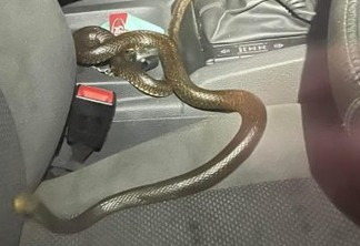 SUSTO! Homem viaja 110km com cobra mortal no banco do carona; serpente tem o segundo veneno mais perigoso do mundo