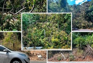 CRIME CONTRA A FAUNA: rua da mata, em João Pessoa, sofre desmatamento e destruição; Semam diz que irá tomar as devidas providências - VEJA VÍDEO E FOTOS